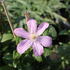 Clematis 'Comtesse de Bouchaud'.JPG