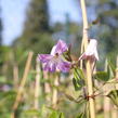 Plamének 'Fairy Slippers' - Clematis 'Fairy Slippers'