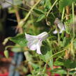 Plamének 'Fairy Slippers' - Clematis 'Fairy Slippers'