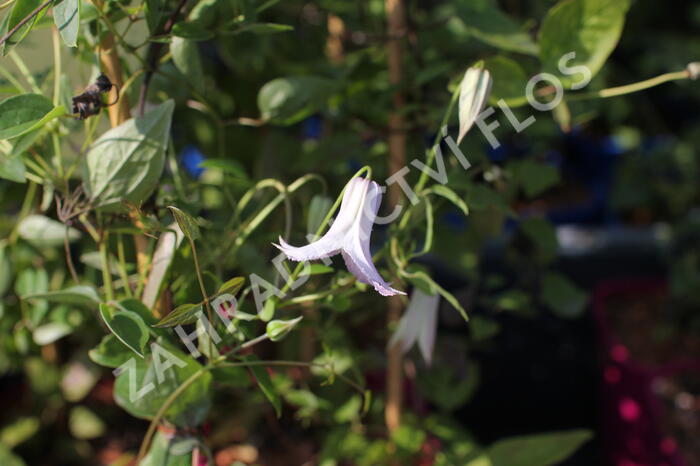 Plamének 'Fairy Slippers' - Clematis 'Fairy Slippers'