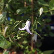 Plamének 'Fairy Slippers' - Clematis 'Fairy Slippers'