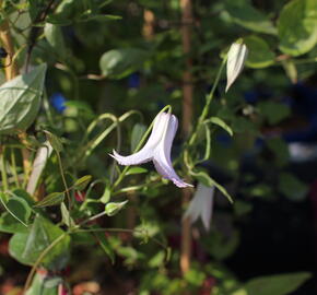 Plamének 'Fairy Slippers' - Clematis 'Fairy Slippers'