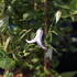 Clematis 'Fairy Slippers'.JPG