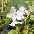 Plamének vlašský 'White Prince Charles' - Clematis viticella 'White Prince Charles'