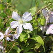 Plamének vlašský 'White Prince Charles' - Clematis viticella 'White Prince Charles'