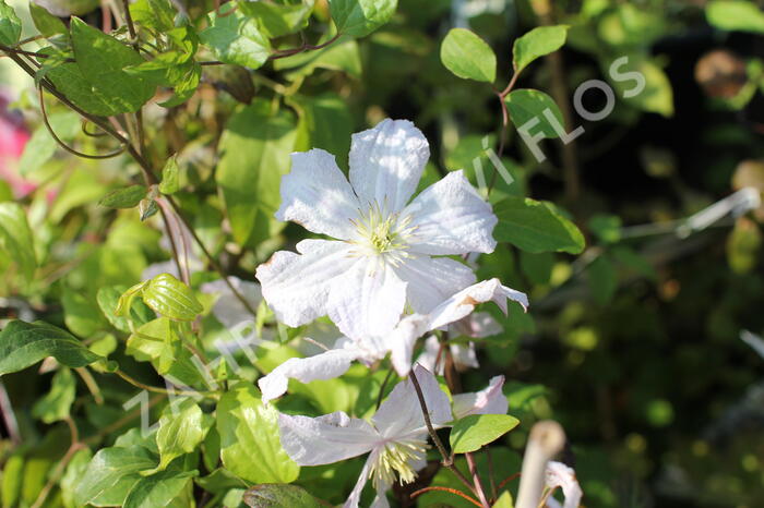 Plamének vlašský 'White Prince Charles' - Clematis viticella 'White Prince Charles'