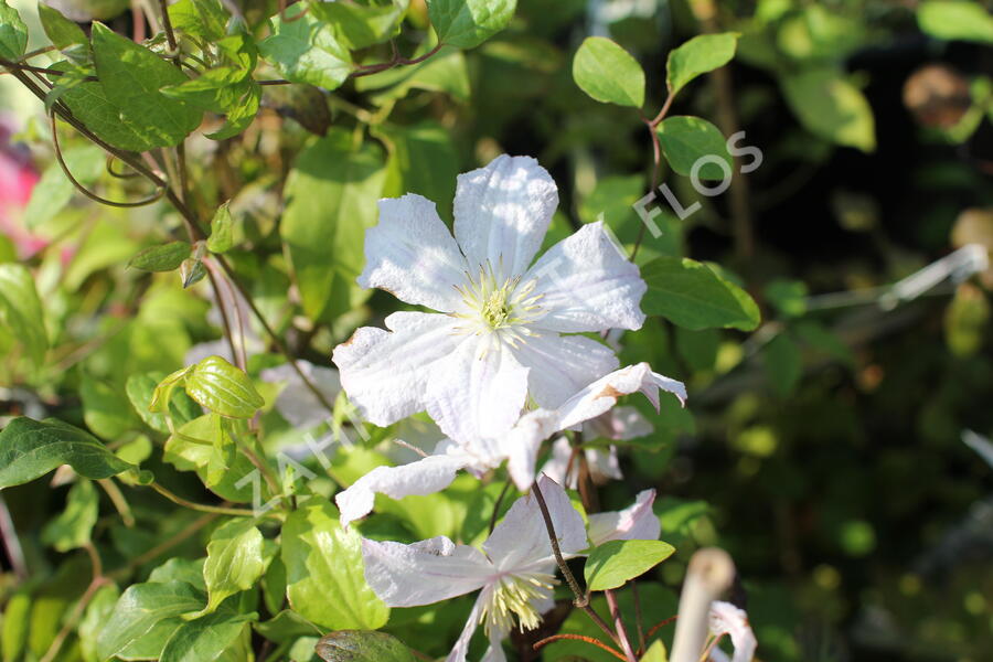 Plamének vlašský 'White Prince Charles' - Clematis viticella 'White Prince Charles'