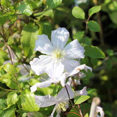 Plamének vlašský 'White Prince Charles' - Clematis viticella 'White Prince Charles'