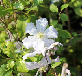 Plamének vlašský 'White Prince Charles' - Clematis viticella 'White Prince Charles'