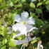 Clematis viticella 'White Prince Charles'.JPG