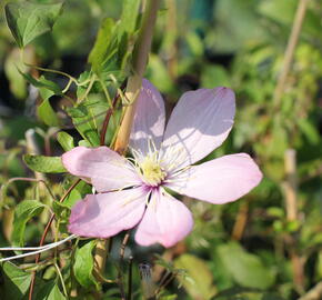 Plamének 'Ai-Nor' - Clematis 'Ai-Nor'