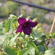 Plamének vlašský 'Polish Spirit' - Clematis viticella 'Polish Spirit'