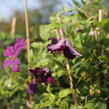 Plamének vlašský 'Polish Spirit' - Clematis viticella 'Polish Spirit'