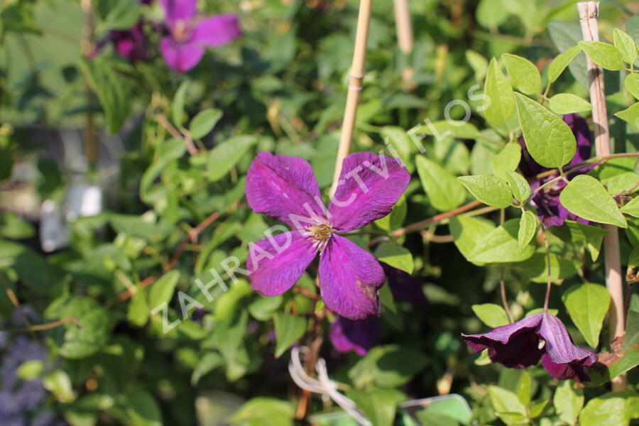 Plamének vlašský 'Polish Spirit' - Clematis viticella 'Polish Spirit'