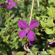 Plamének vlašský 'Polish Spirit' - Clematis viticella 'Polish Spirit'