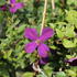 Clematis viticella 'Polish Spirit'_01.JPG