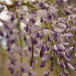 Vistárie čínská - Wisteria sinensis