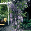 Vistárie čínská - Wisteria sinensis