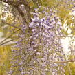 Vistárie čínská 'Prolific' - Wisteria sinensis 'Prolific'