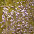 Vistárie čínská 'Prolific' - Wisteria sinensis 'Prolific'