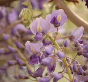 Vistárie květnatá 'Macrobotrys' - Wisteria floribunda 'Macrobotrys'