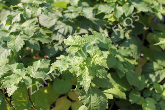 Malinoostružina 'Glen Coe' - Rubus hybridus 'Glen Coe'