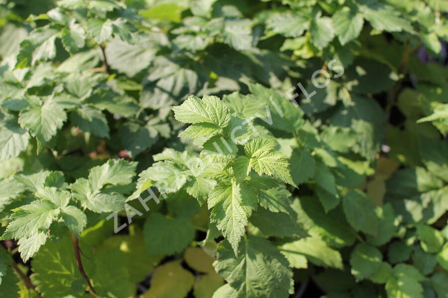 Malinoostružina 'Glen Coe' - Rubus hybridus 'Glen Coe'