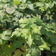 Malinoostružiník 'Glen Coe' - Rubus hybridus 'Glen Coe'