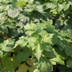 Malinoostružiník 'Glen Coe' - Rubus hybridus 'Glen Coe'