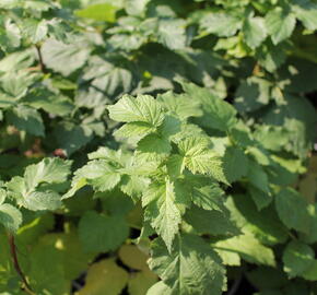 Malinoostružina 'Glen Coe' - Rubus hybridus 'Glen Coe'