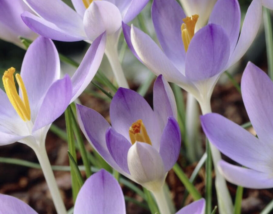 Krokus, šafrán Tommasiniho - Crocus tommasinianus