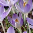 Krokus, šafrán Tommasiniho - Crocus tommasinianus