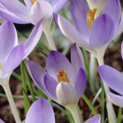 Krokus, šafrán Tommasiniho - Crocus tommasinianus