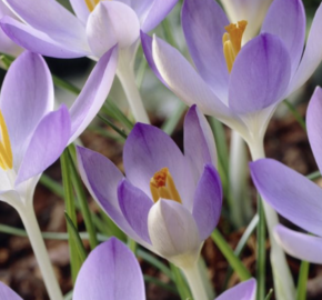 Krokus, šafrán Tommasiniho - Crocus tommasinianus