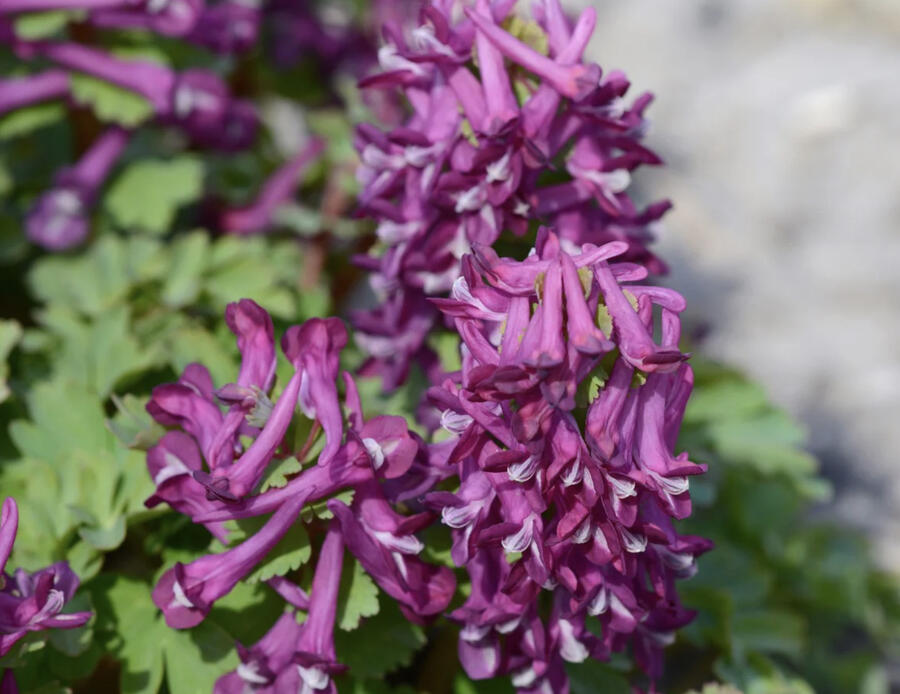 Dymnivka plná 'Purple Bird' - Corydalis solida 'Purple Bird'