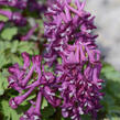 Dymnivka plná 'Purple Bird' - Corydalis solida 'Purple Bird'