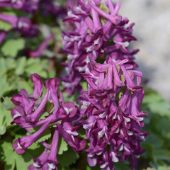 Dymnivka plná 'Purple Bird' - Corydalis solida 'Purple Bird'