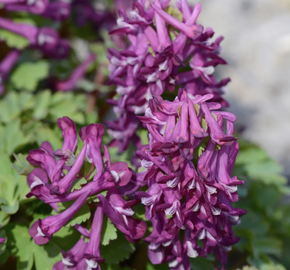 Dymnivka plná 'Purple Bird' - Corydalis solida 'Purple Bird'