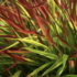 Hakonechloa macra 'Mulled Wine'.png