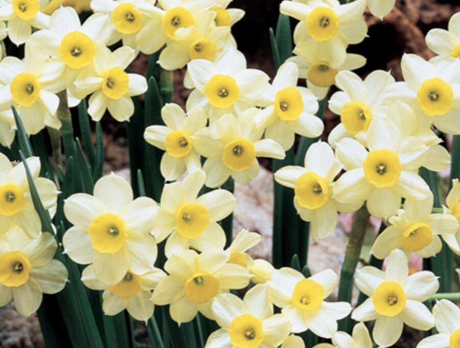 Narcis Tazetta 'Minnow' - Narcissus Tazetta 'Minnow'