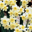 Narcis Tazetta 'Minnow' - Narcissus Tazetta 'Minnow'