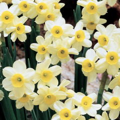 Narcis Tazetta 'Minnow' - Narcissus Tazetta 'Minnow'