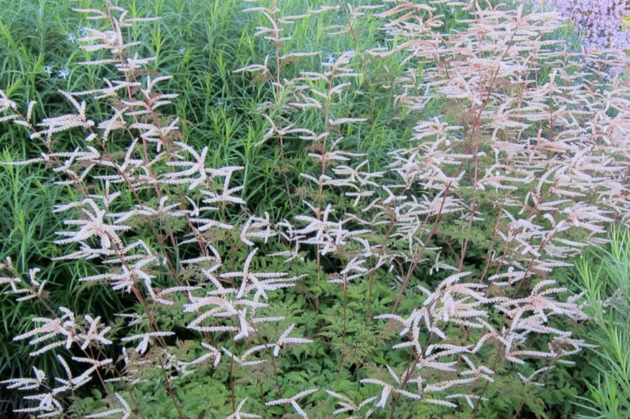 Udatna 'Horatio' - Aruncus aethusifolius 'Horatio'