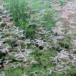 Udatna 'Horatio' - Aruncus aethusifolius 'Horatio'