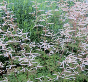 Udatna 'Horatio' - Aruncus aethusifolius 'Horatio'