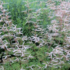 Aruncus aethusifolius 'Horatio'.png