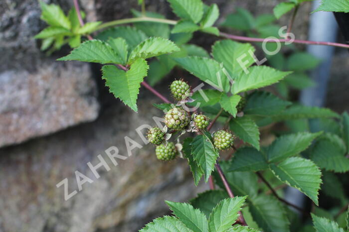 Ostružiník beztrnný 'Glorniwa' - Rubus fruticosus 'Glorniwa'