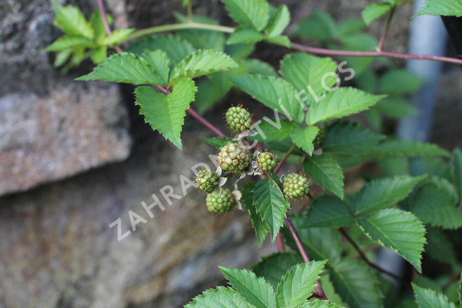 Ostružiník beztrnný 'Glorniwa' - Rubus fruticosus 'Glorniwa'