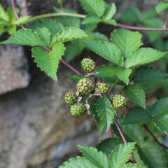 Ostružiník beztrnný 'Glorniwa' - Rubus fruticosus 'Glorniwa'