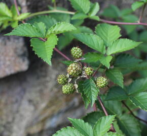 Ostružiník beztrnný 'Glorniwa' - Rubus fruticosus 'Glorniwa'